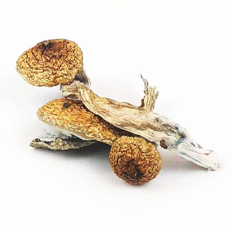 Buy Blue Meanies Magic Mushrooms For Sale Denver