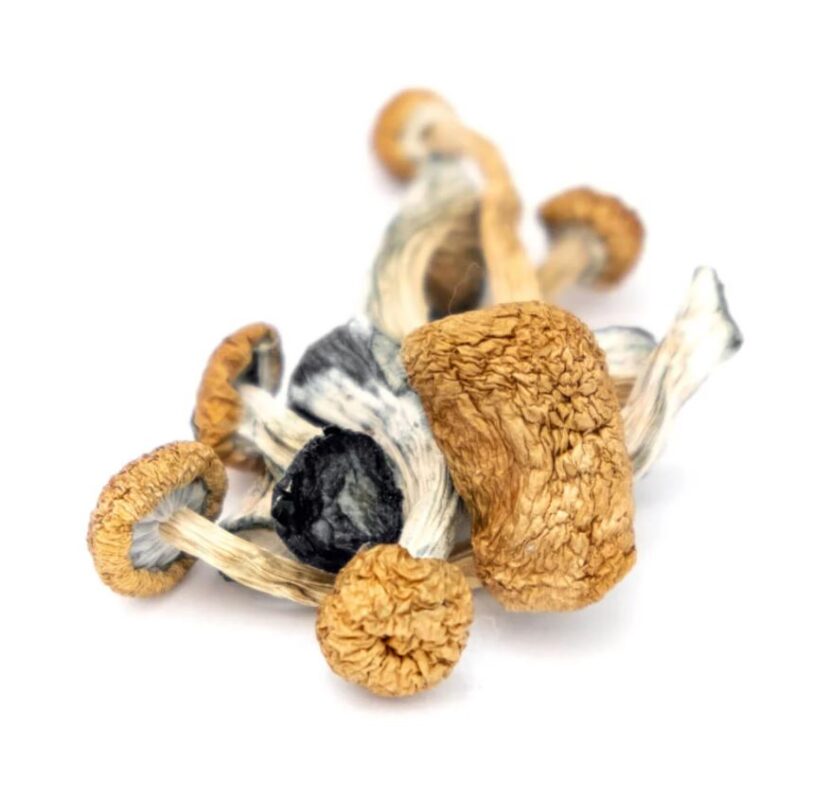 Buy Cambodian mushrooms for sale Denver