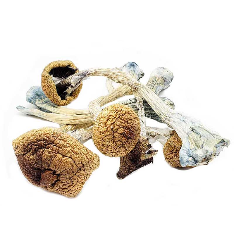 Buy Ecuadorian Mushrooms For Sale Denver