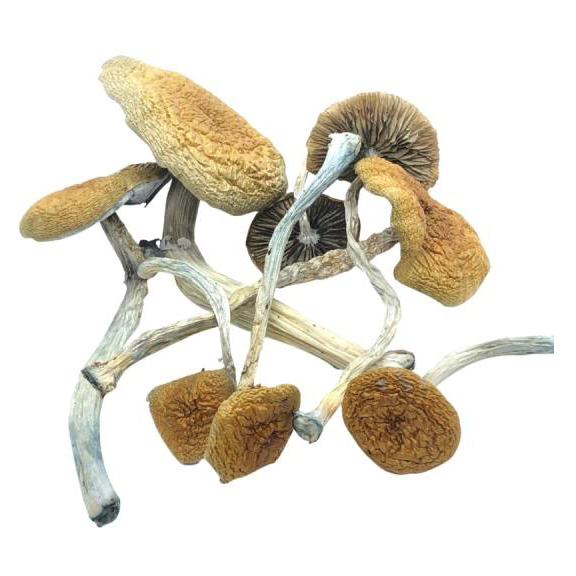 Buy Mazatapec Mushrooms For Sale Denver Colorado