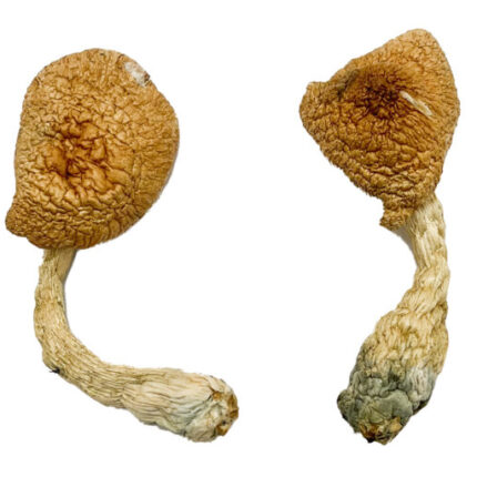 Buy Psilocybe Azurescens For Sale Denver