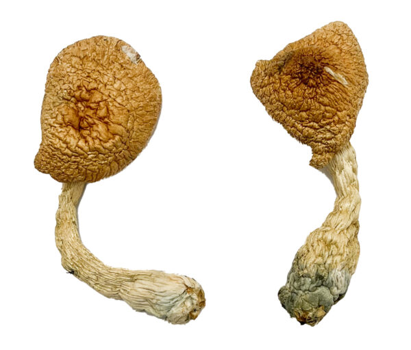 Buy Psilocybe Azurescens For Sale Denver