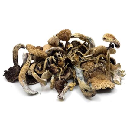 Buy Golden Teacher magic mushrooms for sale Denver