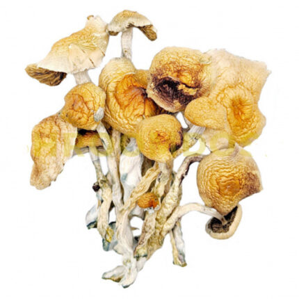 Buy Burma magic mushroom For Sale Denver